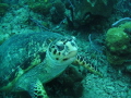   Saw this turtle feeding within first minutes my dive. highly recomend diving Bahamas dive  